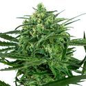 Sensi Amnesia (Sensi Seeds) Feminiserede