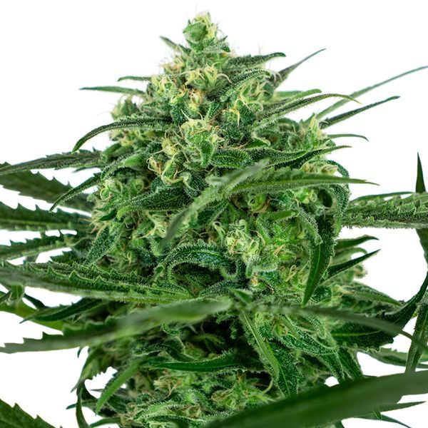 Sensi Amnesia (Sensi Seeds) Feminiserede