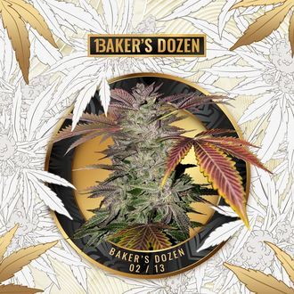 Baker's Dozen Exclusive (T.H.Seeds x Zamnesia) Feminiserede