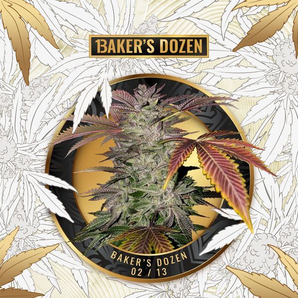 Baker's Dozen Exclusive (T.H.Seeds x Zamnesia) Feminiserede