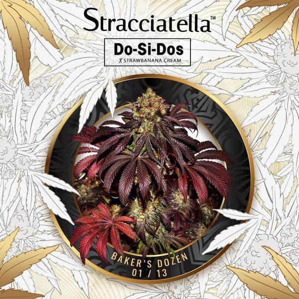 Baker's Dozen Exclusive (T.H.Seeds x Zamnesia) Feminiserede