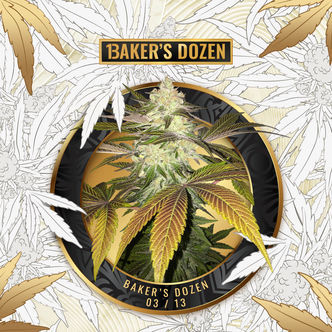 Baker's Dozen Exclusive (T.H. Seeds x Zamnesia) feminiserede cannabisfr&oslash;