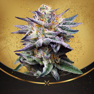 Do-Si-Dos Punch (Advanced Seeds x Zamnesia) Feminiserede