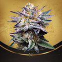 Do-Si-Dos Punch (Advanced Seeds x Zamnesia) Feminiserede