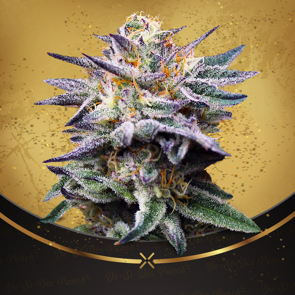 Do-Si-Dos Punch (Advanced Seeds x Zamnesia) Feminiserede