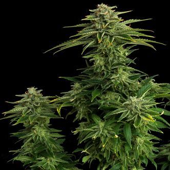 Zkit Candy Dream Edition (Kannabia) feminiserede cannabisfr&oslash;