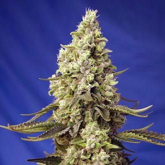 Runtz XL Auto (Sweet Seeds) Feminiserede