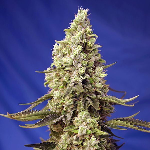 Runtz XL Auto (Sweet Seeds) Feminiserede