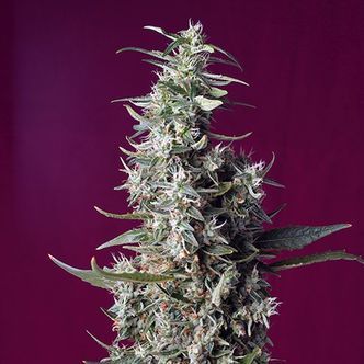 Sweet Cherry Pie (Sweet Seeds) feminiserede