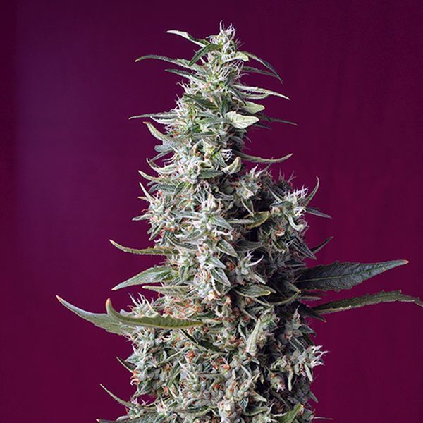 Sweet Cherry Pie (Sweet Seeds) Feminiserede