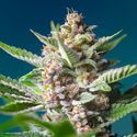 Purple Punch OG (Sweet Seeds) Feminiserede