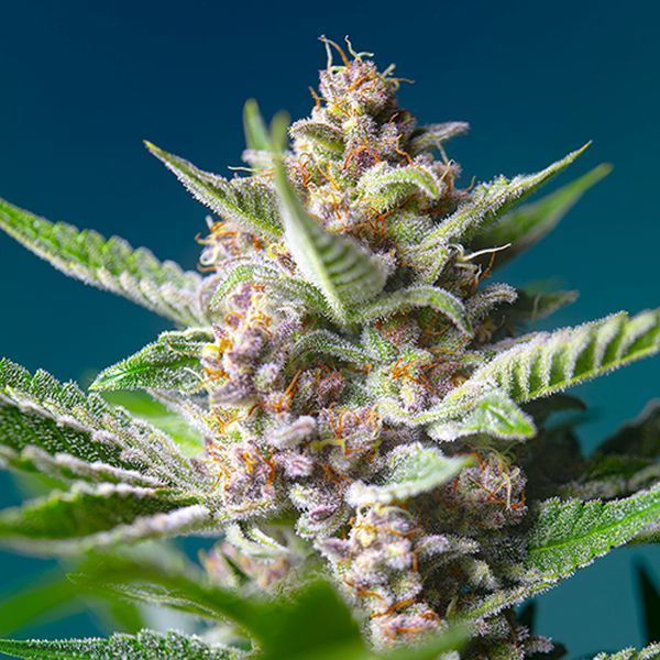 Purple Punch OG (Sweet Seeds) Feminiserede