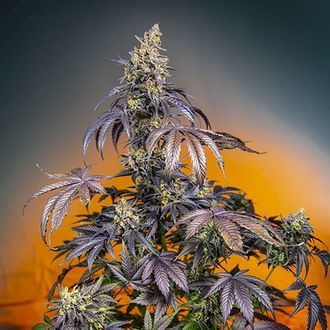 Red Gorilla Girl XL Auto (Sweet Seeds) Feminiserede