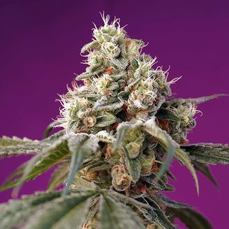 Bruce Banner Auto (Sweet Seeds) feminiserede cannabisfr&oslash;