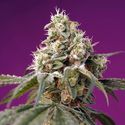 Bruce Banner Auto (Sweet Seeds) Feminiserede