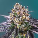 Red Strawberry Banana Auto (Sweet Seeds) Feminiserede
