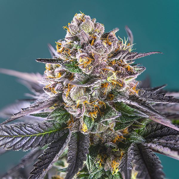 Red Strawberry Banana Auto (Sweet Seeds) Feminiserede