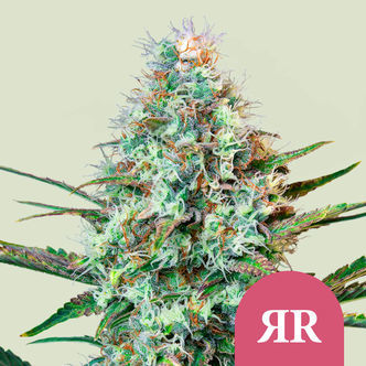 Royal Runtz (Royal Queen Seeds) feminiserede cannabisfr&oslash;