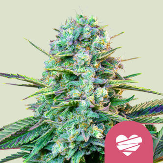 Wedding Crasher (Royal Queen Seeds) feminiserede