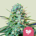 Wedding Crasher (Royal Queen Seeds) Feminiserede