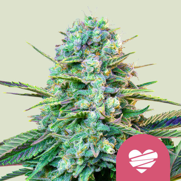 Wedding Crasher (Royal Queen Seeds) Feminiserede