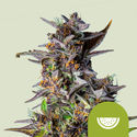 Watermelon Autoflower (Royal Queen Seeds) Feminiserede