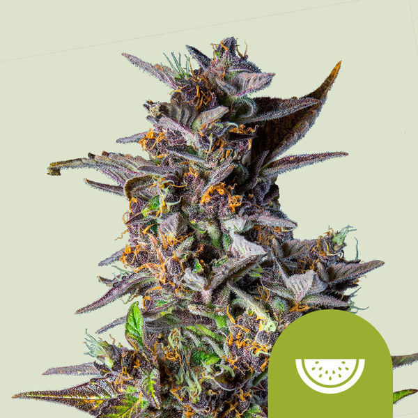 Watermelon Autoflower (Royal Queen Seeds) Feminiserede