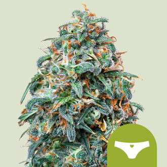 Sherbet Queen Autoflower (Royal Queen Seeds) Feminiserede