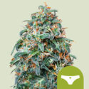 Sherbet Queen Autoflower (Royal Queen Seeds) Feminiserede