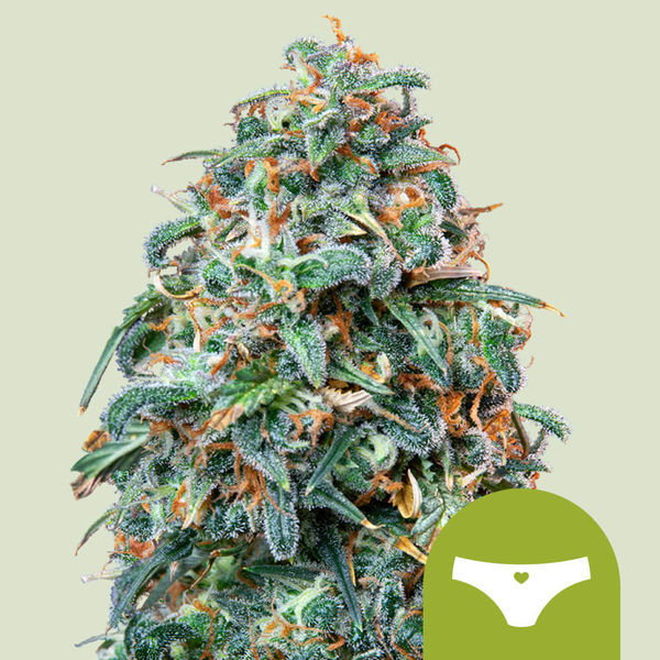 Sherbet Queen Autoflower (Royal Queen Seeds) Feminiserede