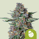 Do-Si-Dos Autoflower (Royal Queen Seeds) Feminiserede
