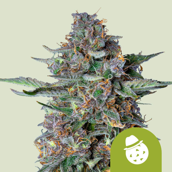 Do-Si-Dos Autoflower (Royal Queen Seeds) Feminiserede