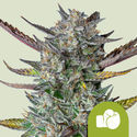 Purple Punch Autoflower (Royal Queen Seeds) Feminiserede