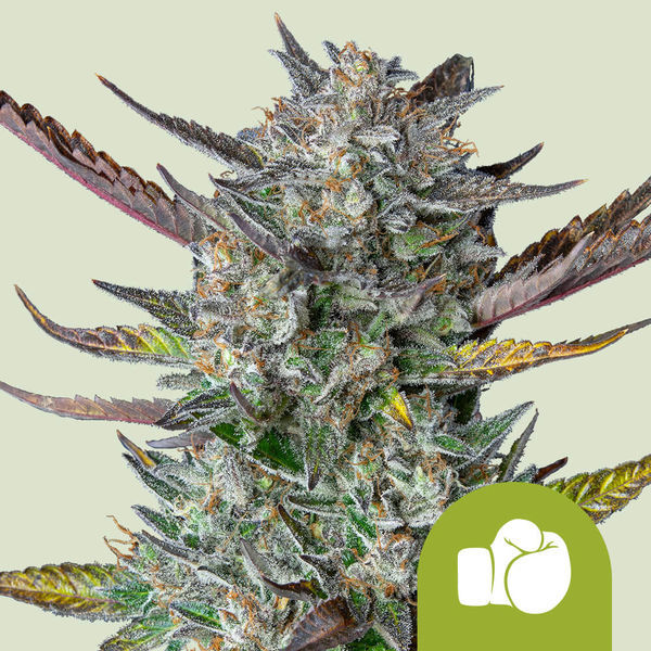 Purple Punch Autoflower (Royal Queen Seeds) Feminiserede