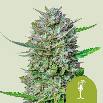 Mimosa Automatic (Royal Queen Seeds) feminiserede
