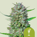 Mimosa Autoflower (Royal Queen Seeds) Feminiserede