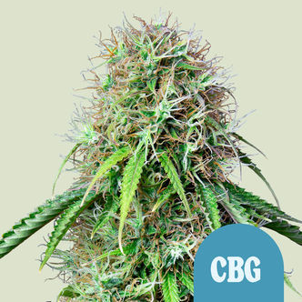 Royal CBG Automatic (Royal Queen Seeds) feminiserede
