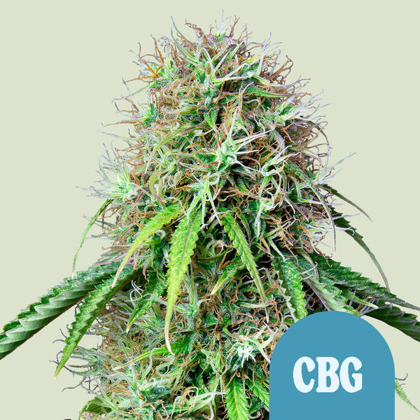 Royal CBG Autoflower (Royal Queen Seeds) Feminiserede