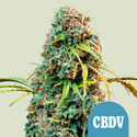 Royal CBDV Autoflower (Royal Queen Seeds) Feminiserede