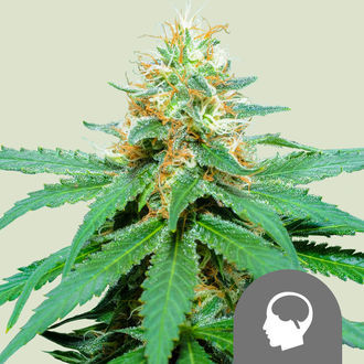 Amnesia Haze (Royal Queen Seeds) regul&aelig;r