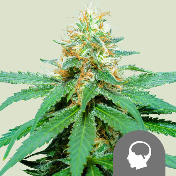 Amnesia Haze (Royal Queen Seeds) regulær