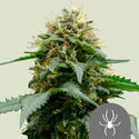 White Widow (Royal Queen Seeds) regulær