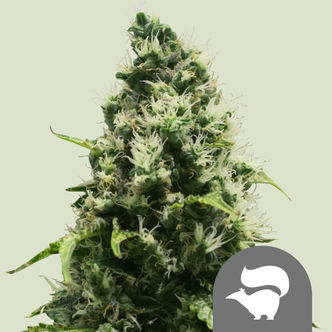 Skunk XL (Royal Queen Seeds) regul&aelig;r