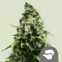 Skunk XL (Royal Queen Seeds) regulær