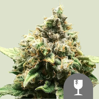Critical (Royal Queen Seeds) regul&aelig;r