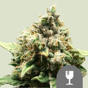 Critical (Royal Queen Seeds) regulær