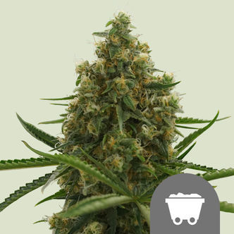 Shining Silver Haze (Royal Queen Seeds) regul&aelig;r