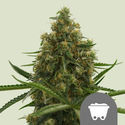 Shining Silver Haze (Royal Queen Seeds) regulær