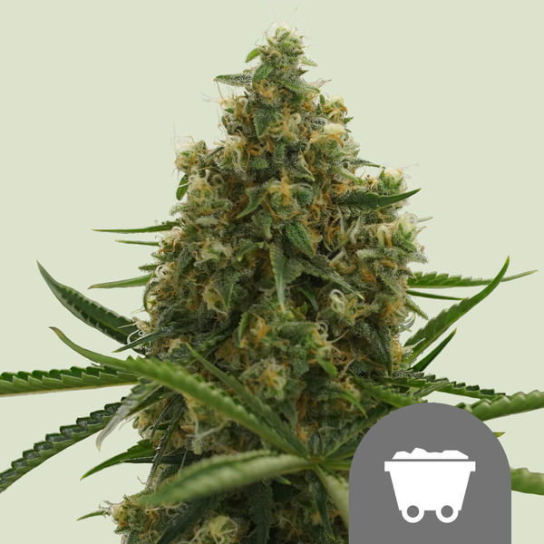 Shining Silver Haze (Royal Queen Seeds) regulær