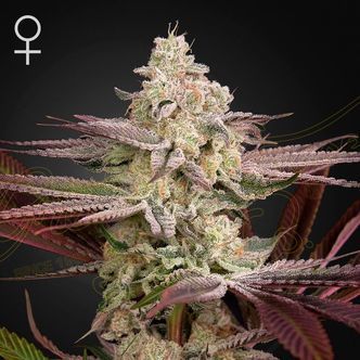 Chemical Bride (Greenhouse Seeds) feminiserede